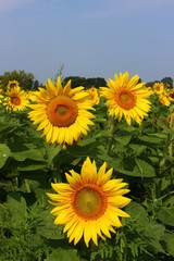 Sunflowers