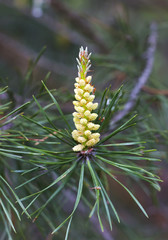 Pine flower