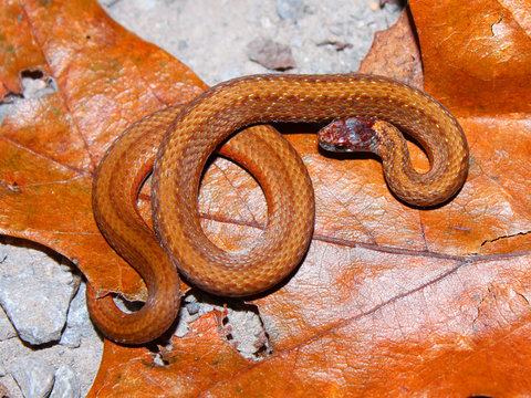 Redbelly Snake (Storeria occipitomaculata)