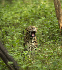 Asian Leopard