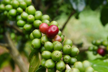 Green coffee beans on stem.