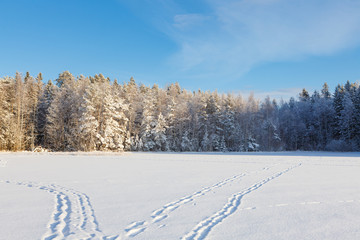 Frozen lake and snow covered forest