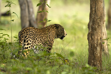 Asian Leopard