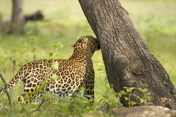 Asian Leopard
