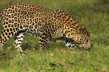 Asian Leopard