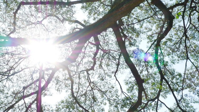 Big Mimosa tree with sunlight slider scene