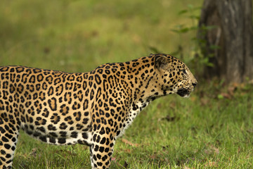 Asian Leopard