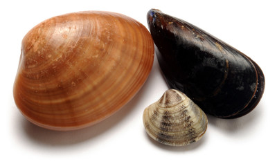 Callista chione Mytilus galloprovincialis ムラサキイガイصدف سیاه مدیترانه Черноморская мидия 地中海貽貝 Fasolara Smooth vongola fasolari fasolare clam صدف هموار 