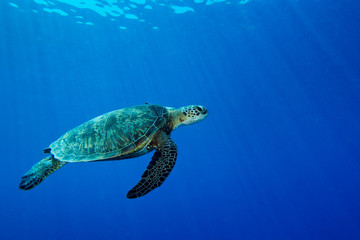 Obraz premium ウミガメ