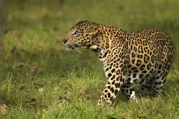 Foto op Canvas Asian Leopard © pradeepktr
