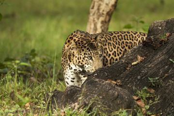 Asian Loepard