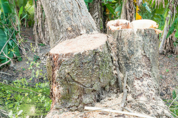Fototapeta premium deforestation, Timber