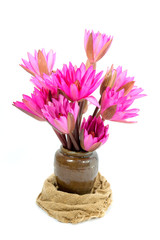 Beautiful pink waterlily flower in blooming on white background.