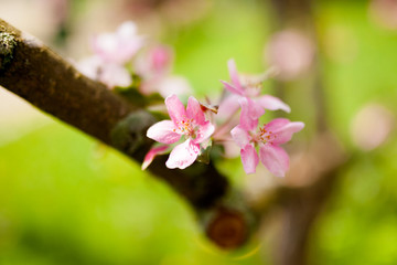 Apple tree flowers in gardern