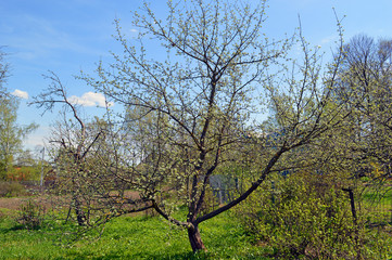Яблони и кусты смородины в саду на загородной даче весной