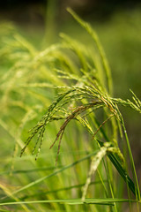 Bouquet of rice plant