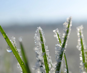 Frozen grass close up. Nature background.