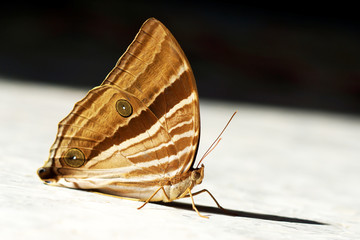 Fototapeta na wymiar The Common Palmking Butterfly.