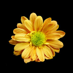 chrysanthemum flower isolate on white background.