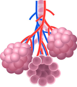 Illustration Of Human Alveoli Structure Anatomy