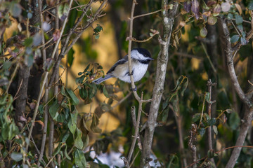  Blackcap Chickadee