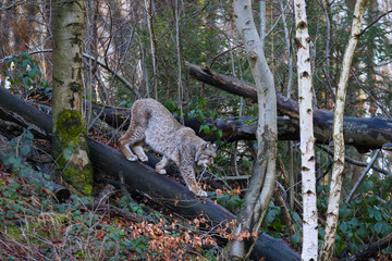 Luchs