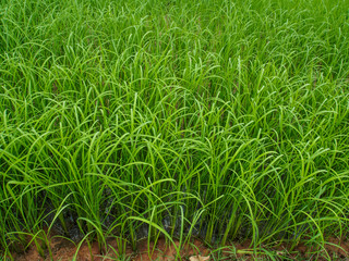 green rice field plant