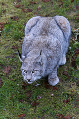 Luchs