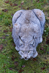 Luchs