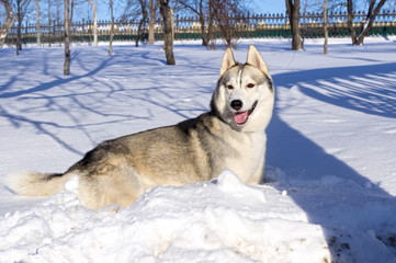 Siberian Husky lying in the snow