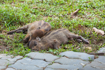 Baby wild boars sleeping on grass