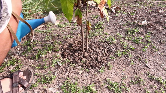 watering mango tree with watering pot