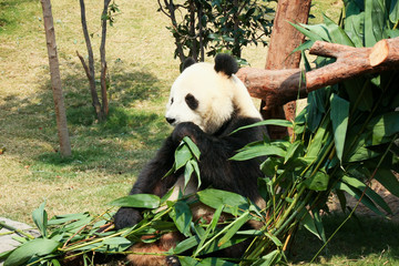 Fototapeta premium Panda eating bamboo
