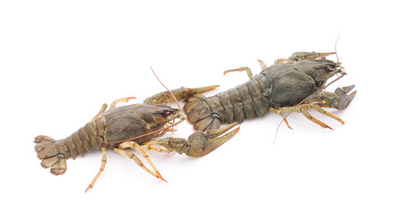 Two crayfishes.