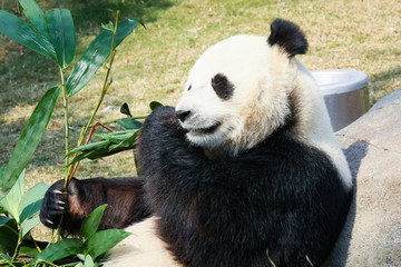 Naklejka premium Panda eating bamboo