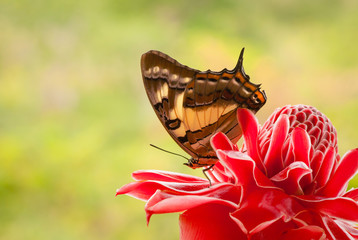 Tailed emperor / Polyura sempronius butterfly on red torch ginger flower, Etlingera elatior.
