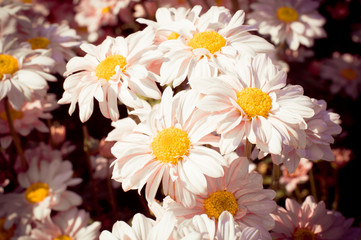 White chrysanthemum flower with  old dark pink color filter