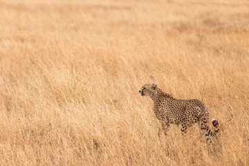 Serengeti Cheeta - Tanzania