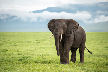 Naklejka na ściany i meble Ngorongoro elephant - Tanzania