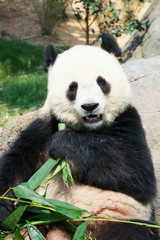 Fototapeta premium Panda eating bamboo
