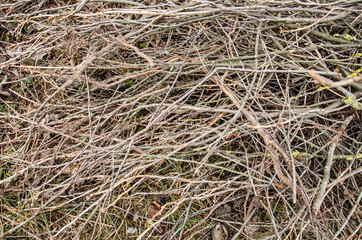 brown tree branch. Dry branch. Dead branches. tree branch of  big tree, nature background. dry wood branch on ground. cut branches of fruit trees on the ground in the garden