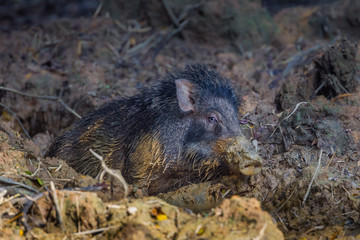 Wild boar(Sus scrofa) stair at us with careful on the mud in real nature 