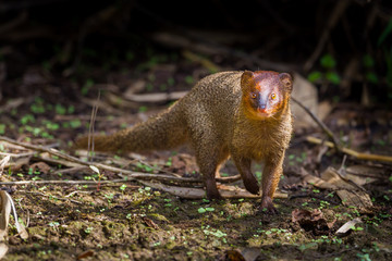 Portrait of Javan Mongoose or Small asian mongoose (Herpestes javanicus) 