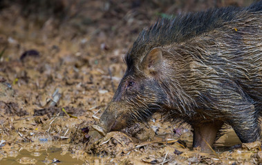 Side close up of Wild boar(Sus scrofa) 