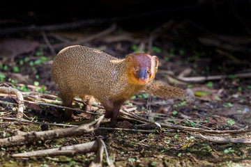 Portrait of Javan Mongoose or Small asian mongoose (Herpestes javanicus) 