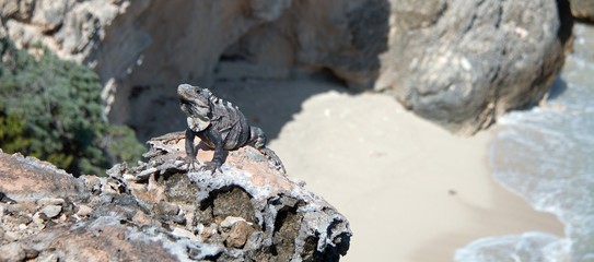 Lesser Antillean Iguana on Isla Mujeres Punta Sur Acantilado del Amanecer - Cliff of the Dawn
