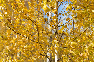 Autumn leaves of birch