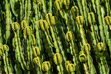 Close-up of Candelabrum spurge (Euphorbia candelabrum) cactus on Gran Canaria, Spain