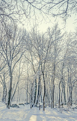 Public park from Europe with trees and branches covered with snow and ice, benches, light pole, landscape.