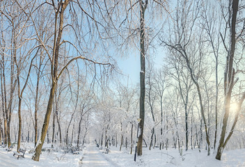 Public park from Europe with trees and branches covered with snow and ice, benches, light pole, landscape.